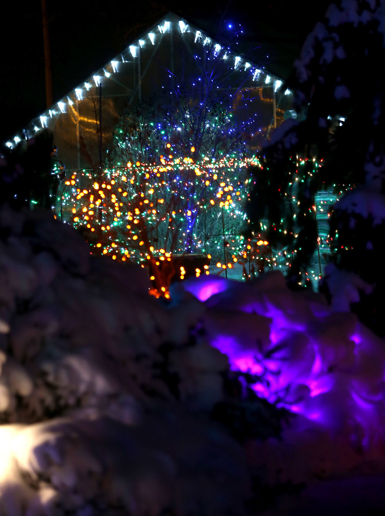 112718-botanical-lights-021
